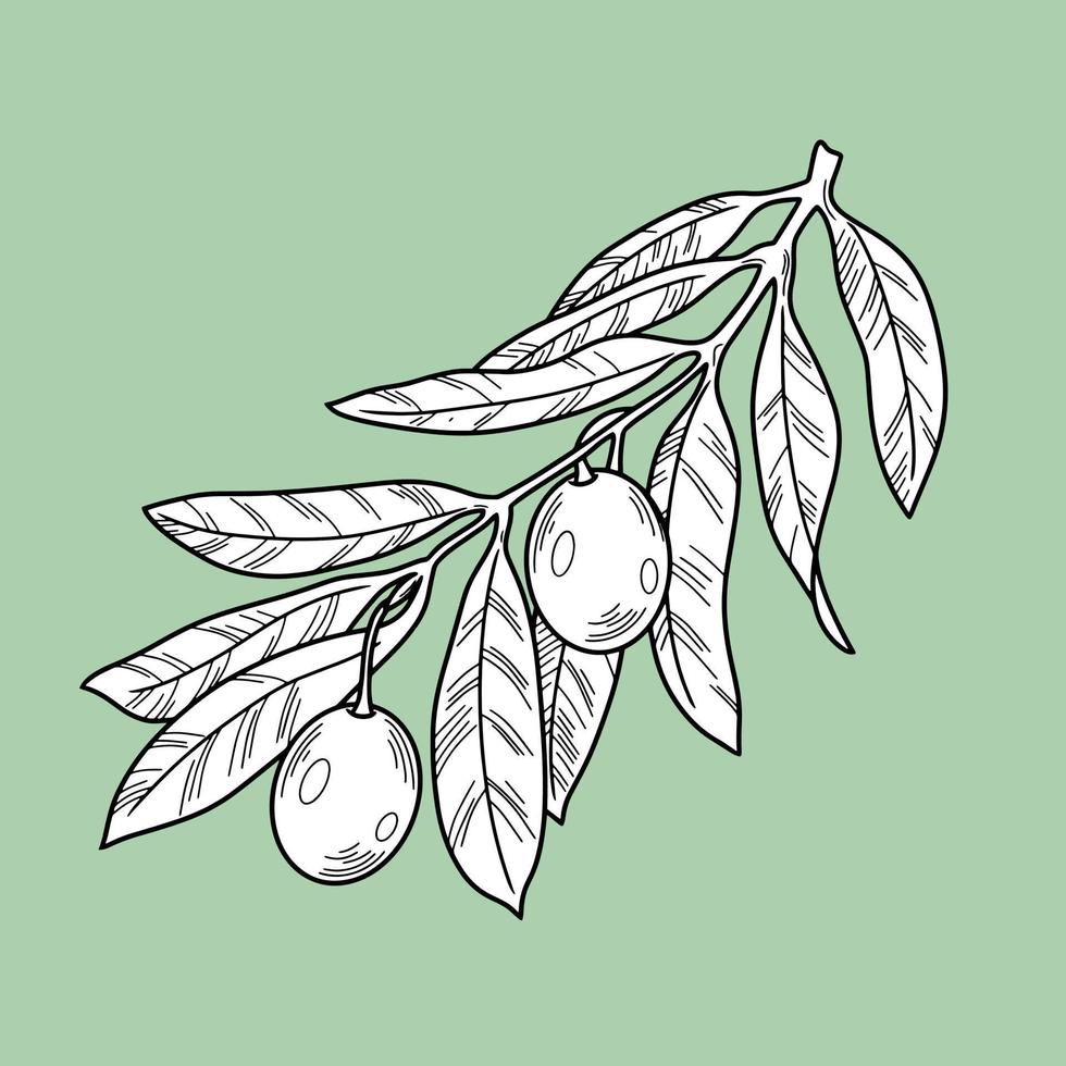 Olive tree branch with olive berries, line, monochrome botanical illustration on a light green background vector