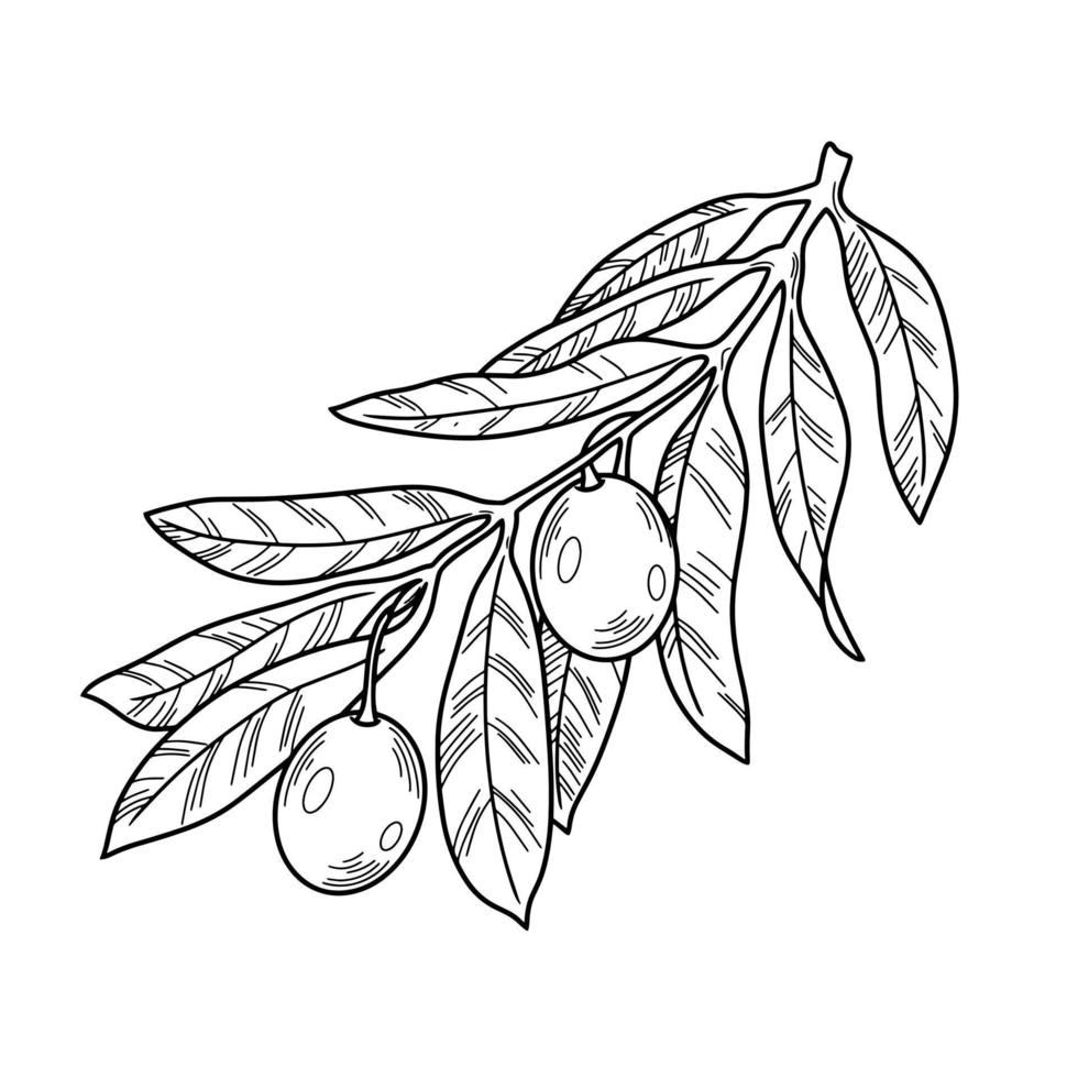 Monochrome illustration. Olive tree branch with veins and olive berries, line, natural vector botanical illustration, decorative element