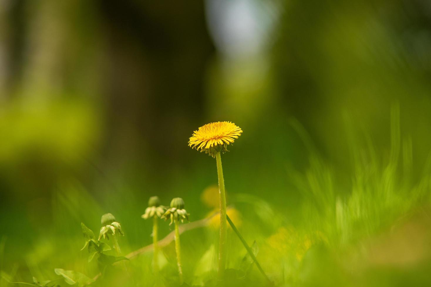 flor de diente de león solitaria sobre fondo verde foto