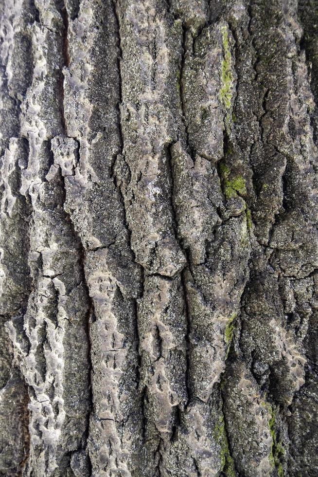 Textured tree bark photo