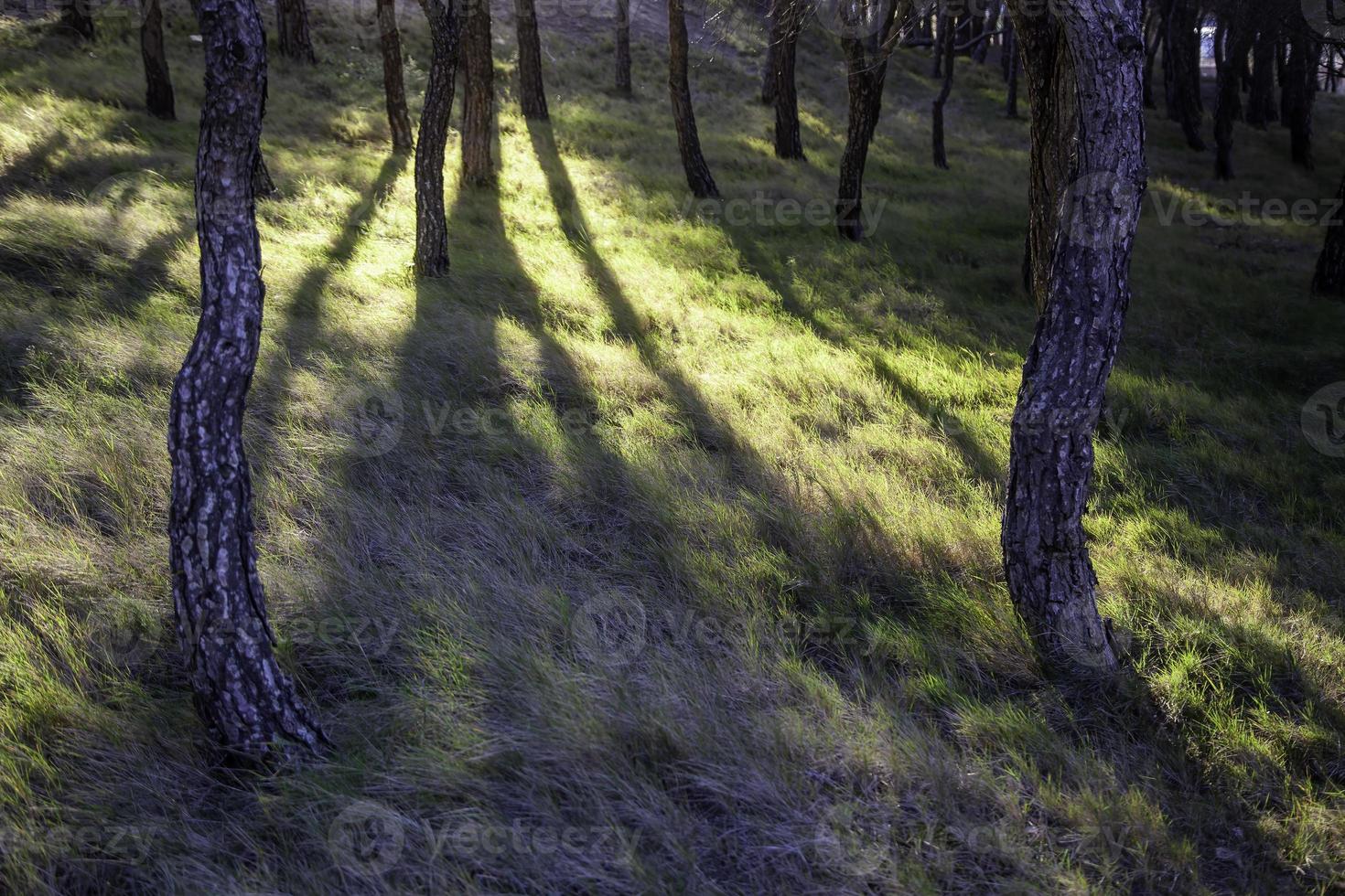 Old tree with roots photo