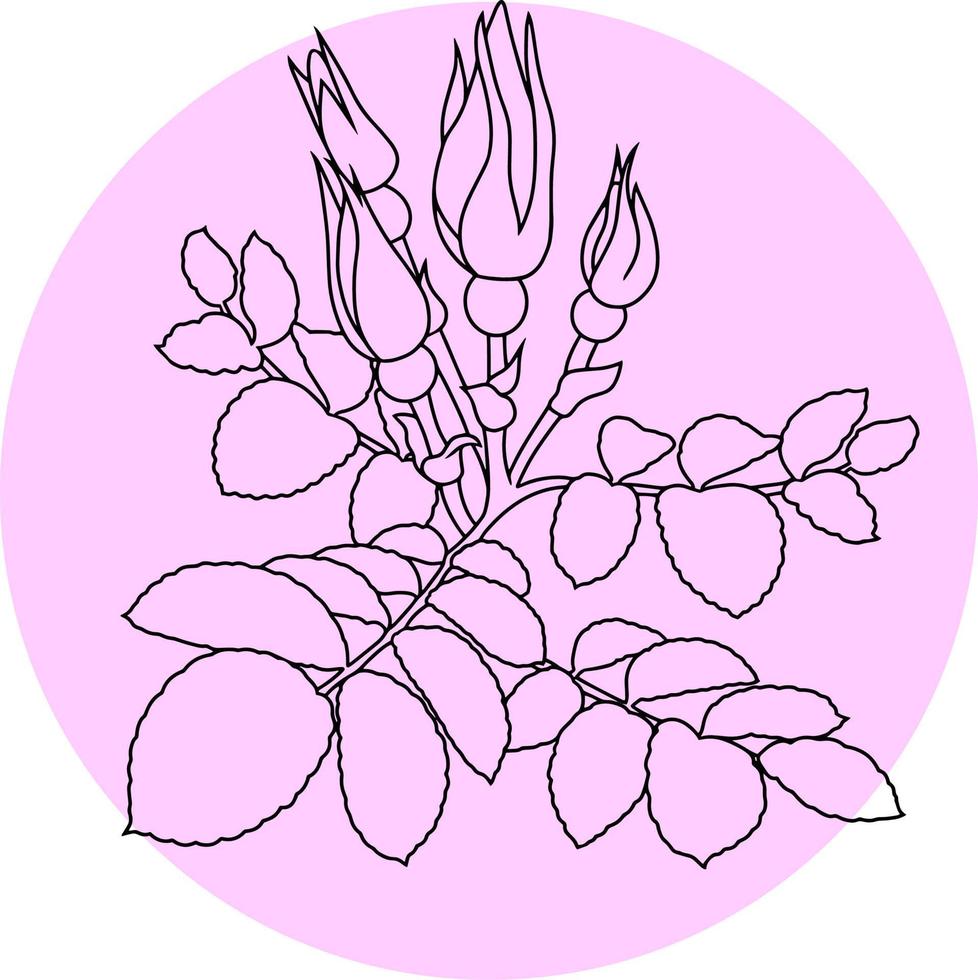 Rose branch with buds and leaves on a round pink background, drawing with one line, vector illustration