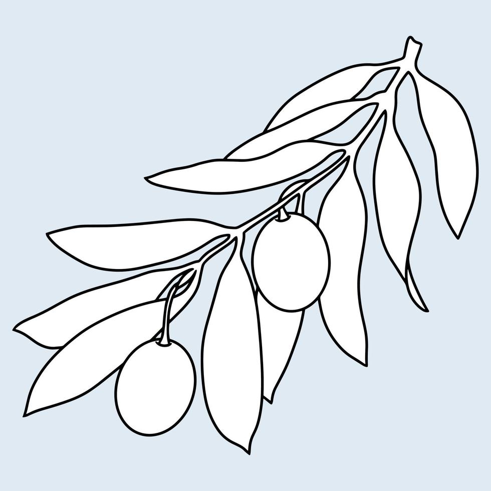 Olive tree branch with olive berries, line, minimalist monochrome botanical illustration on a blue-white background, Vector illustration.