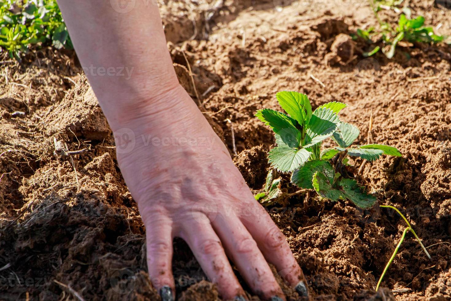 la mujer está plantando plántulas de fresa en el jardín. jardinería y cultivo de productos agrícolas. foto