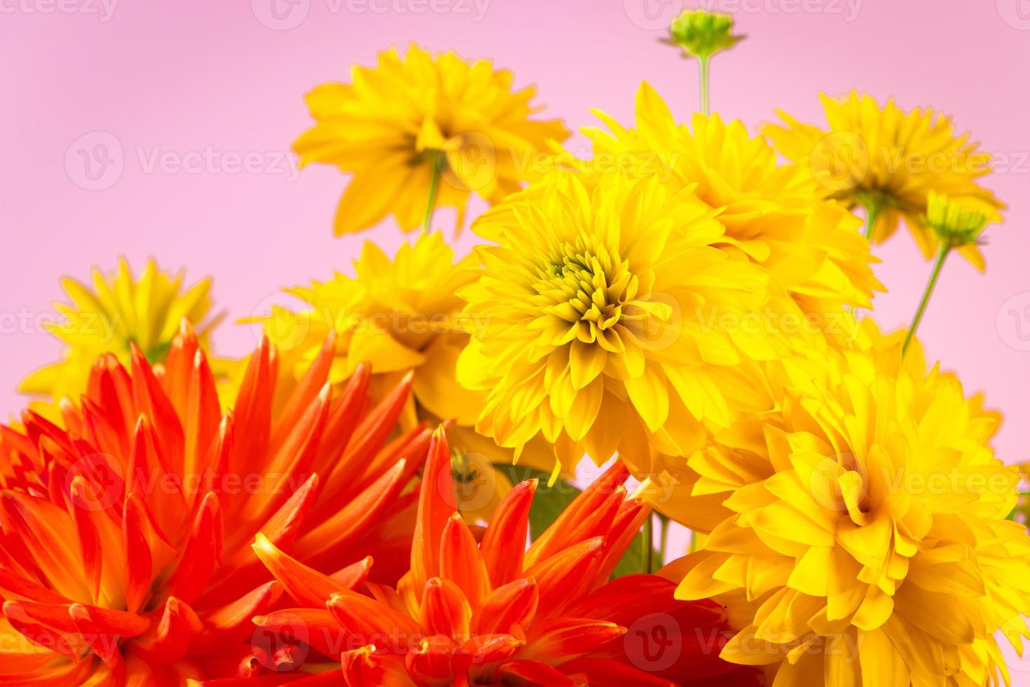 Summer concept. Yellow chrysanthemums and dahlias on bright background. Greeting postcard. photo