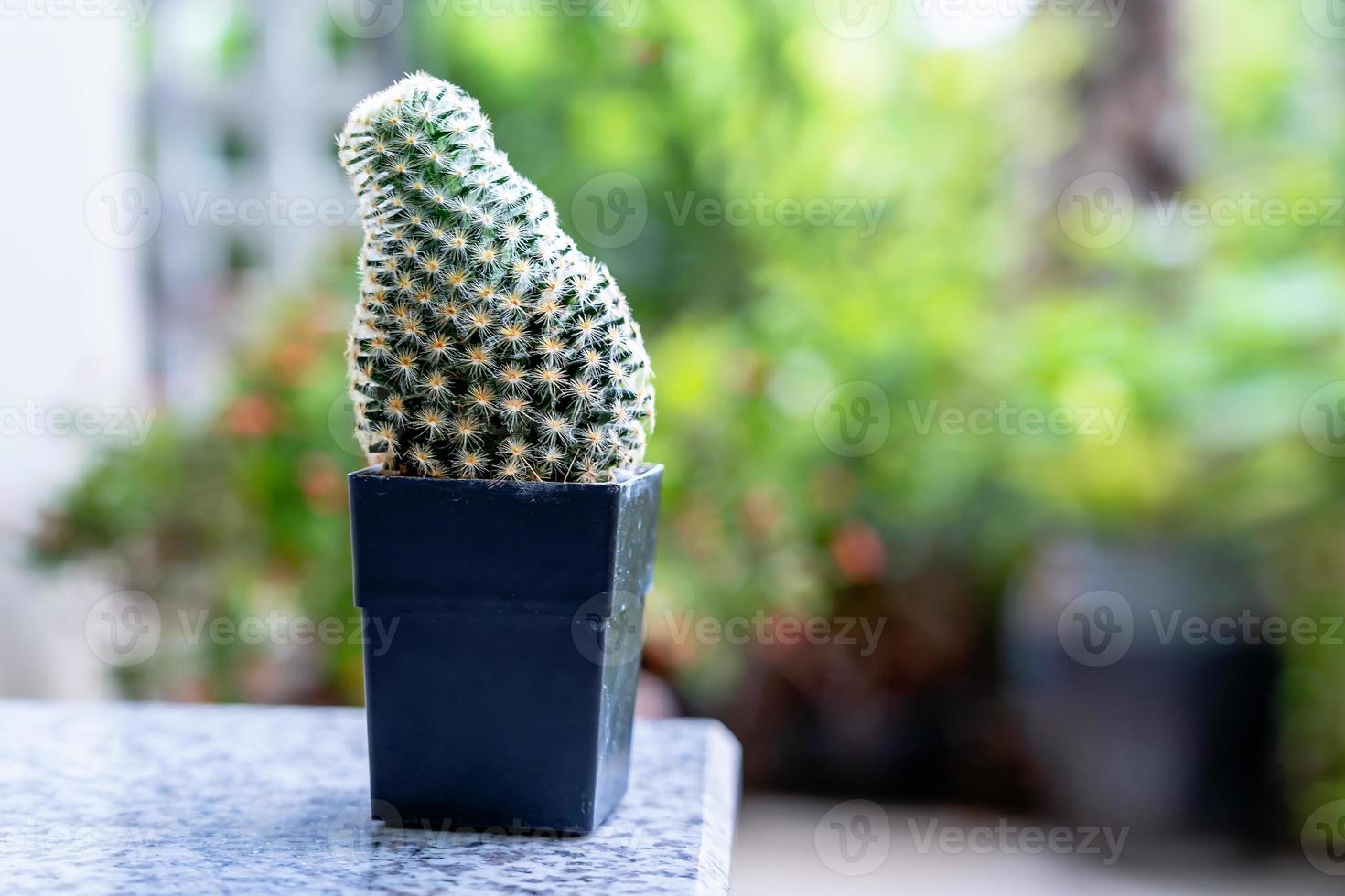 Small green cactus plant pot on the table in the garden nature Background with the sunlight. photo