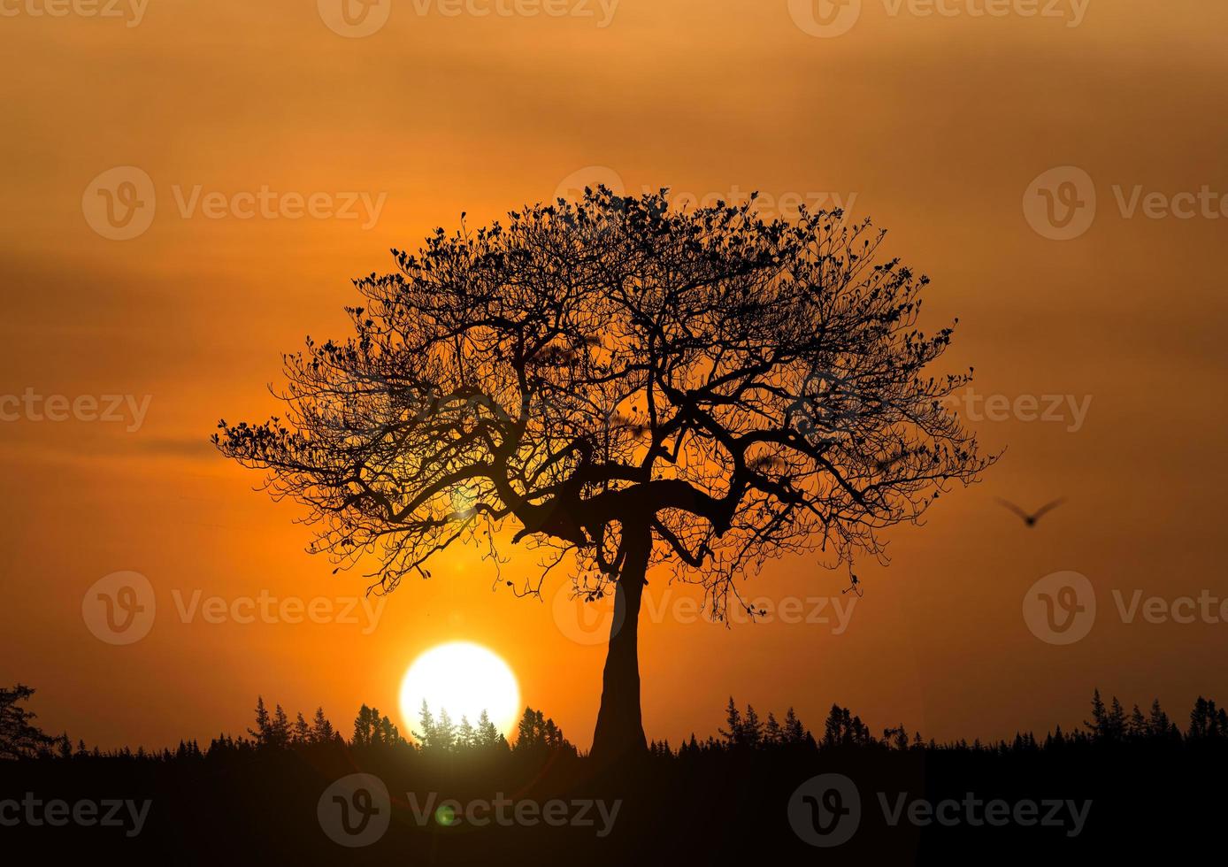 Trees in nature with beautiful sunsets. sunset view concept photo