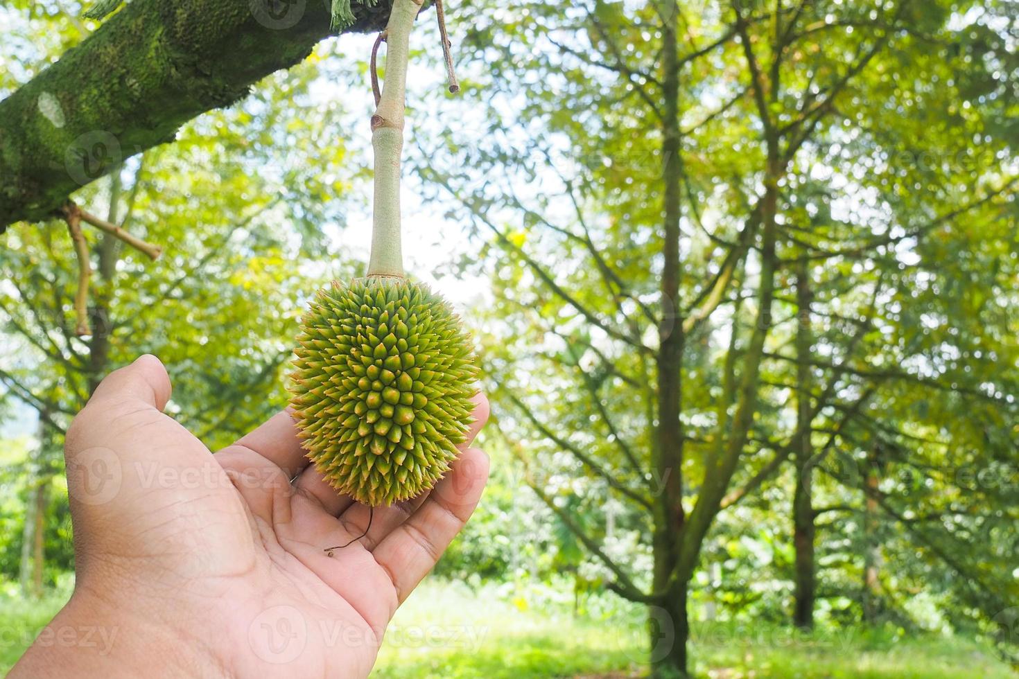 Thai fruit and durian concept photo