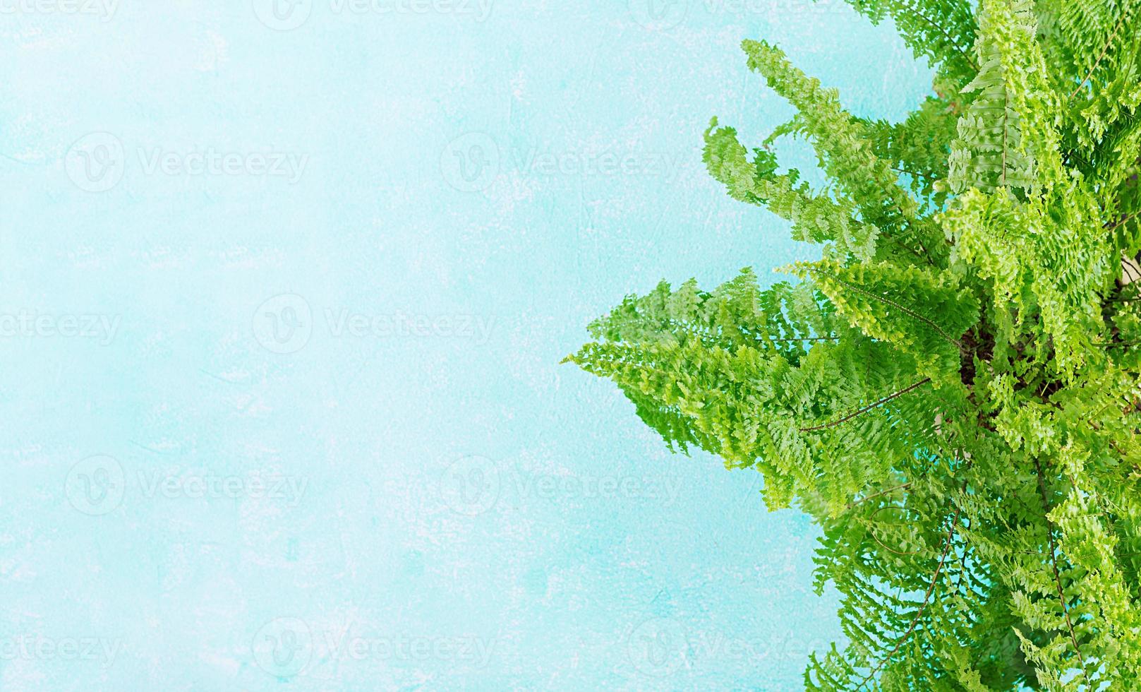 Fern branches pattern on blue background. Flat lay, top view. Free space for your text. photo