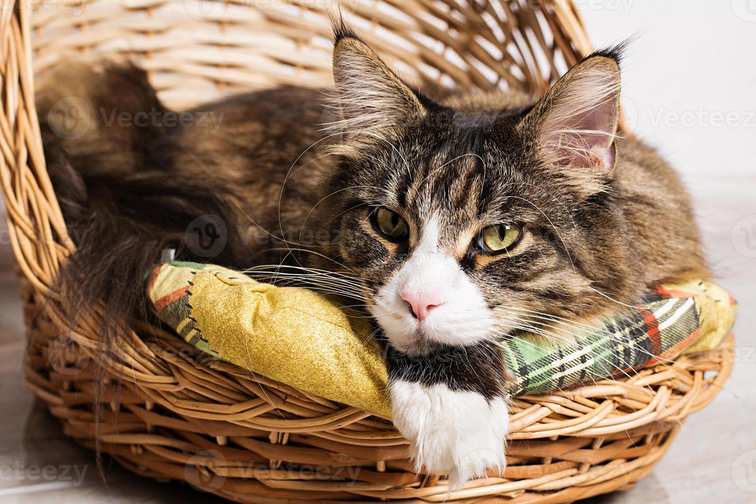 Close up portrait of  maine coon cat in basket photo