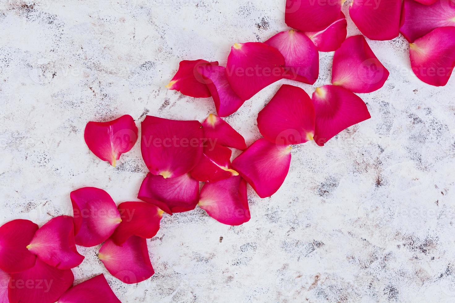 Rose petals on white background. Top view photo