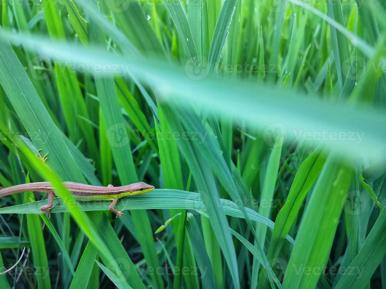 Asian grass lizard in rice field. This animal is also known as the Asian grass lizard, six-tailed lizard, or long-tailed grass lizard. These animals are found in many Asian countries such as Indonesia photo