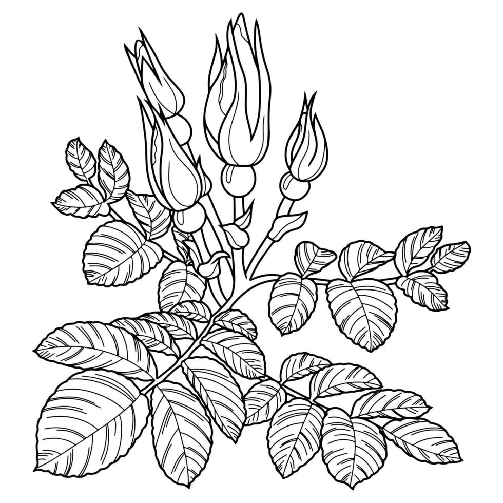 Rose branch, rosehip with buds and leaves on a white background, drawing with one line, vector illustration