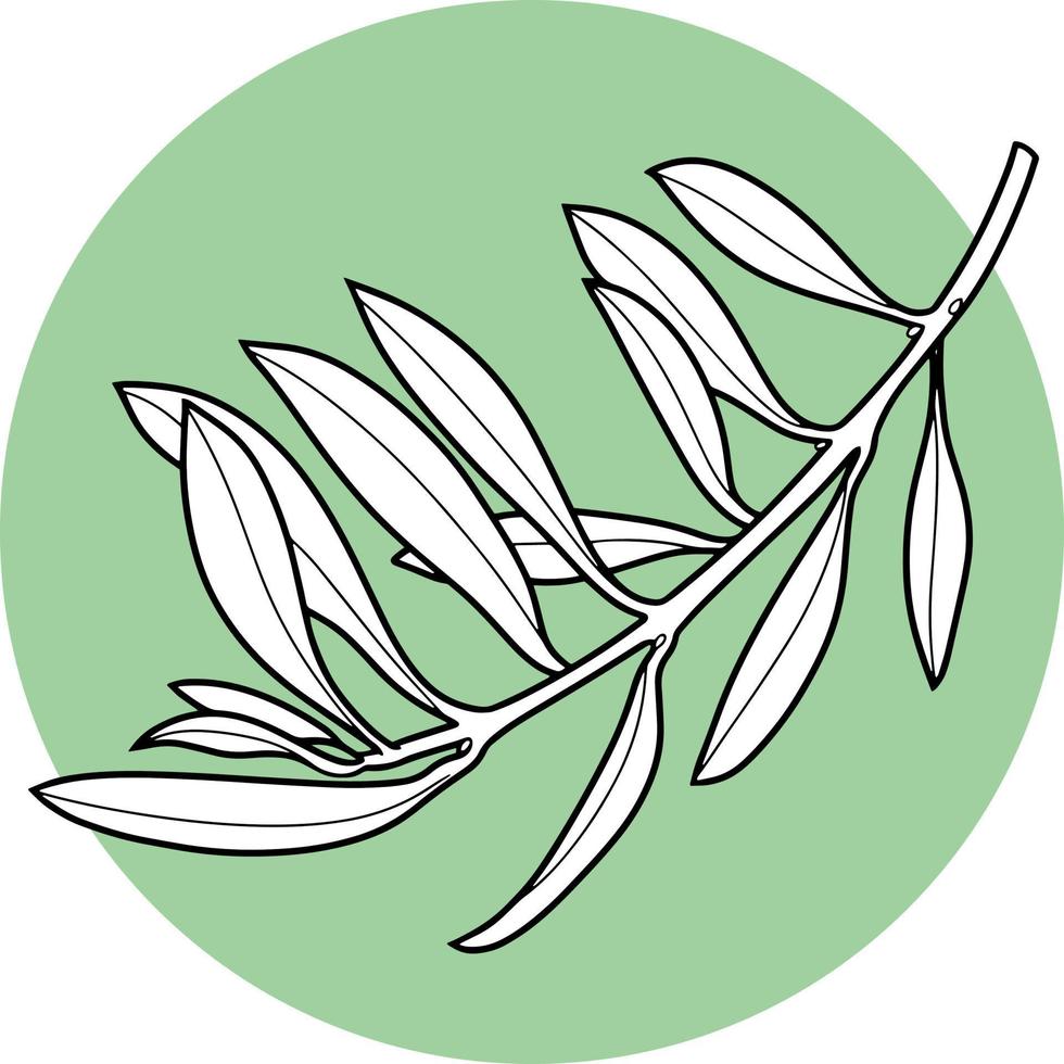 A branch from an olive tree, vector illustration on a green background with white leaves, round emblem icon