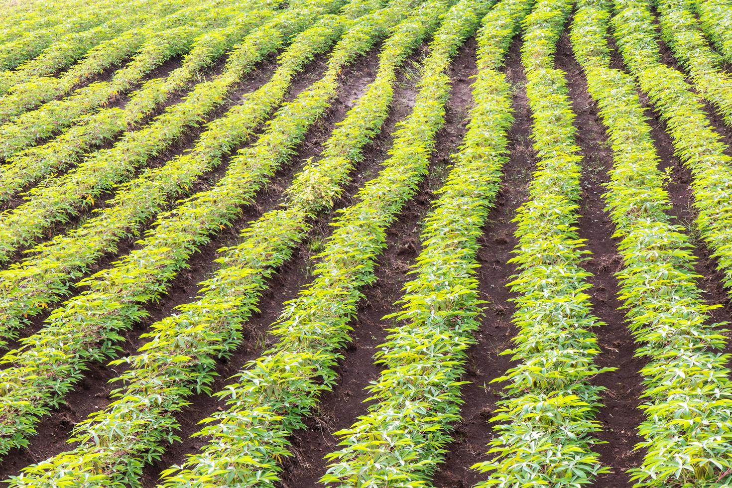 Background cassava plantation. photo