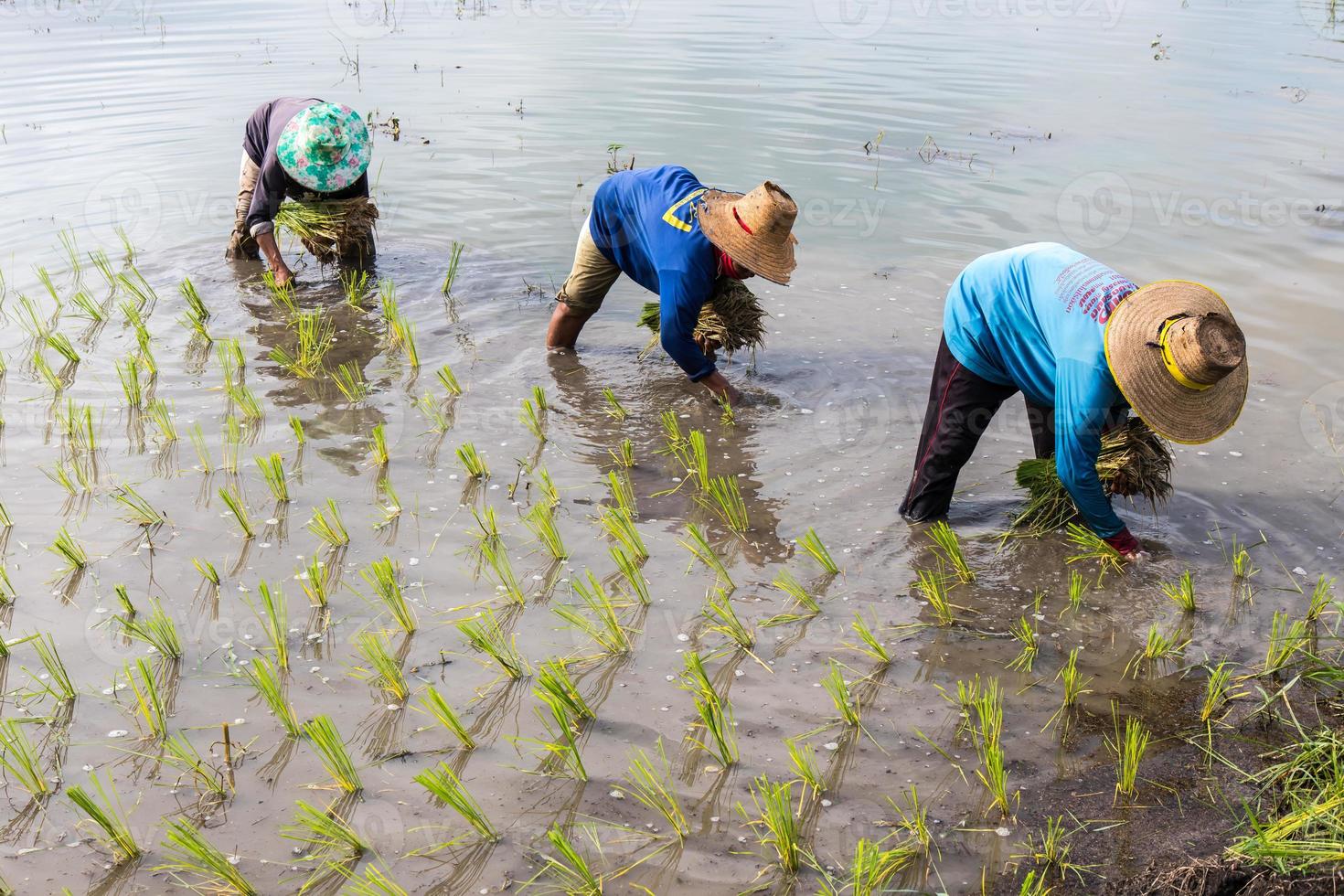 agricultores plantando plántulas de arroz. foto