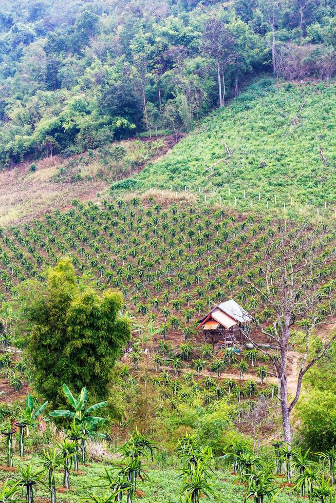 Dragon fruit steep. photo