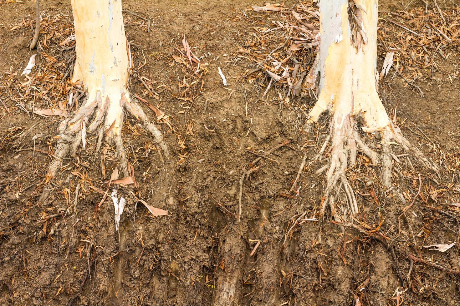 raíces secas de árboles de eucalipto. foto
