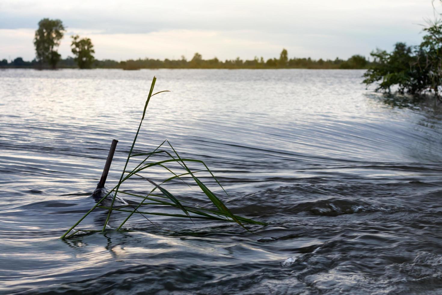 Water flowing through grass. photo