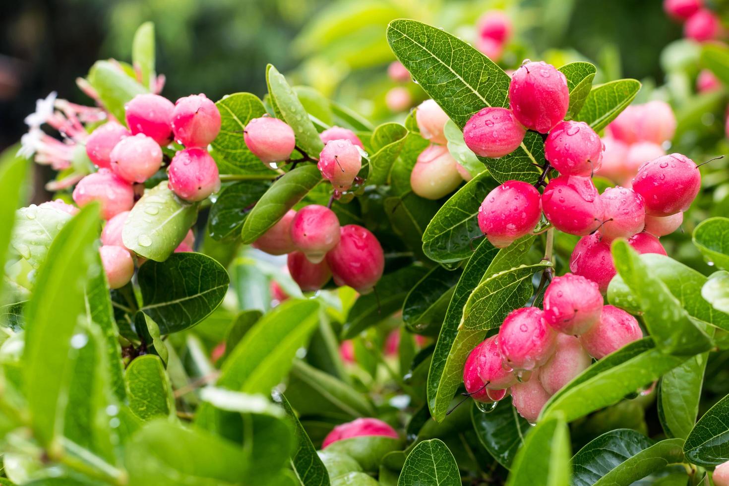 Karanda, Carissa carandas bunch is a red bunch with beautiful drops of water, which is sour herb. photo