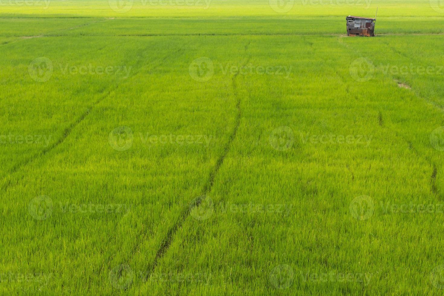 Cottage with green paddy. photo