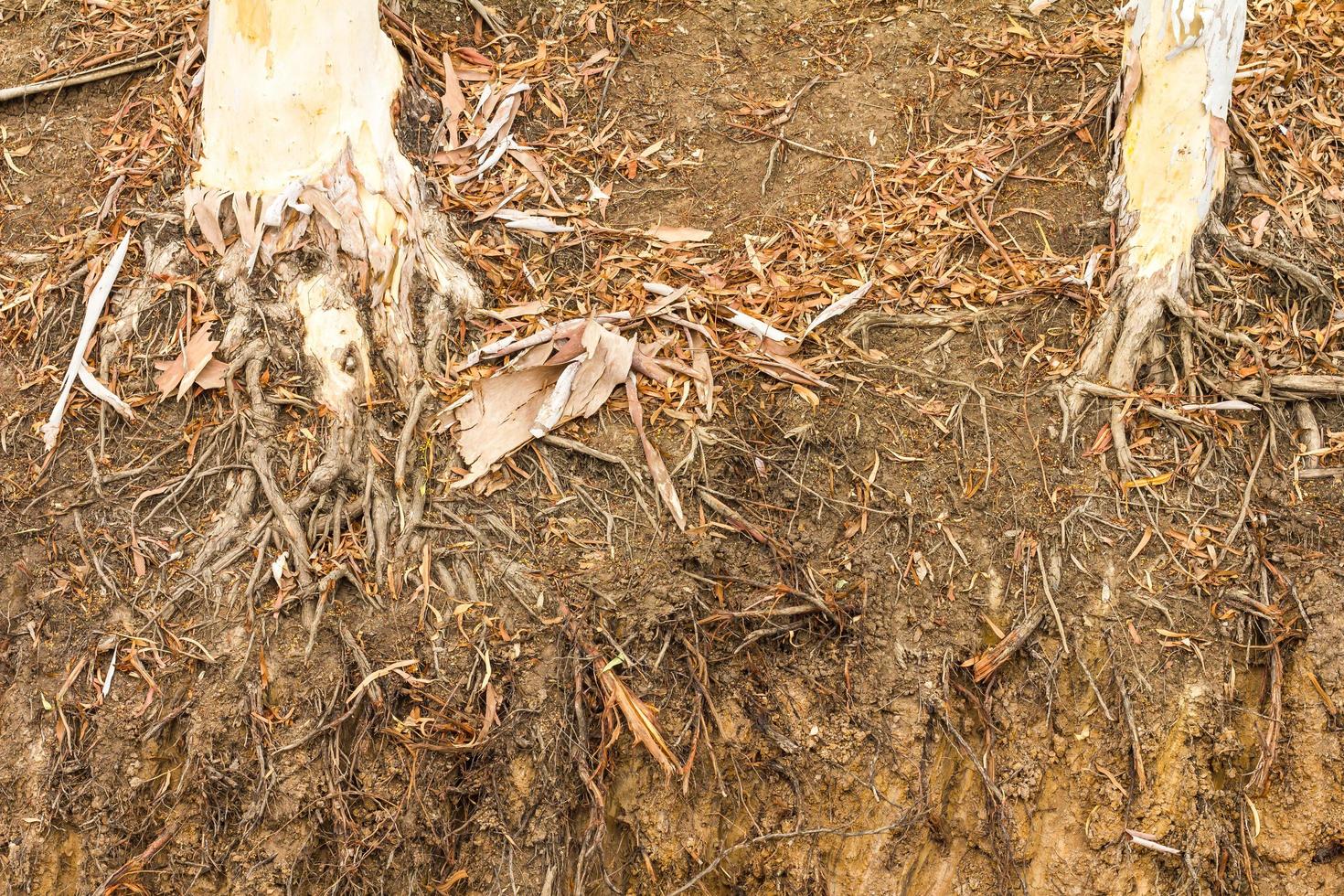 Dry eucalyptus tree roots. photo