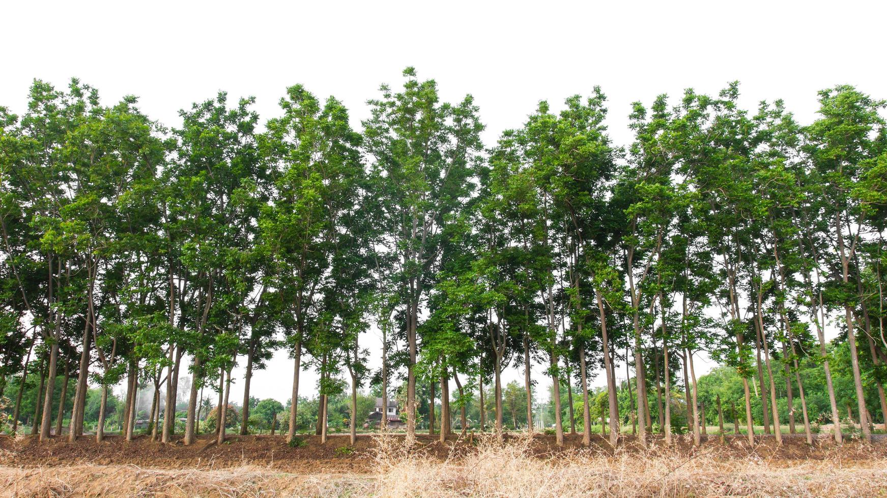 Views of the Neem tree row. photo