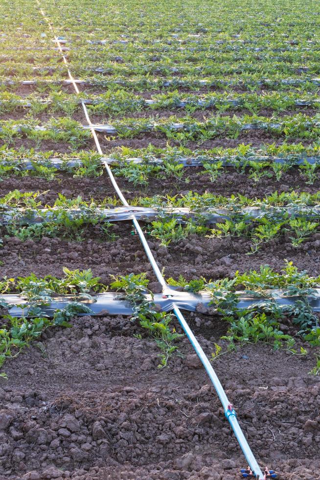 Watermelon crops with pipe. photo