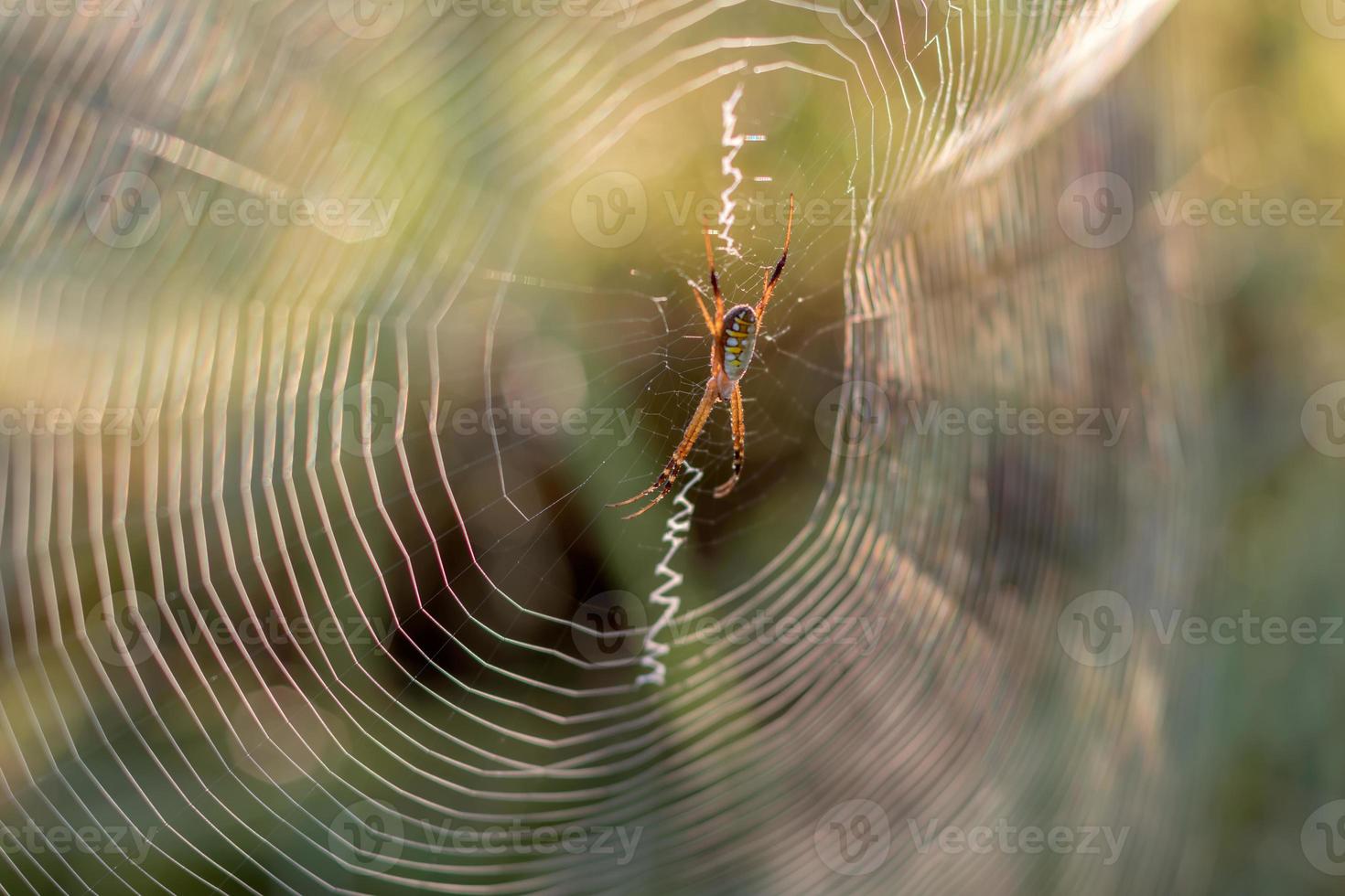 luz trasera de araña con fondo verde borroso. foto