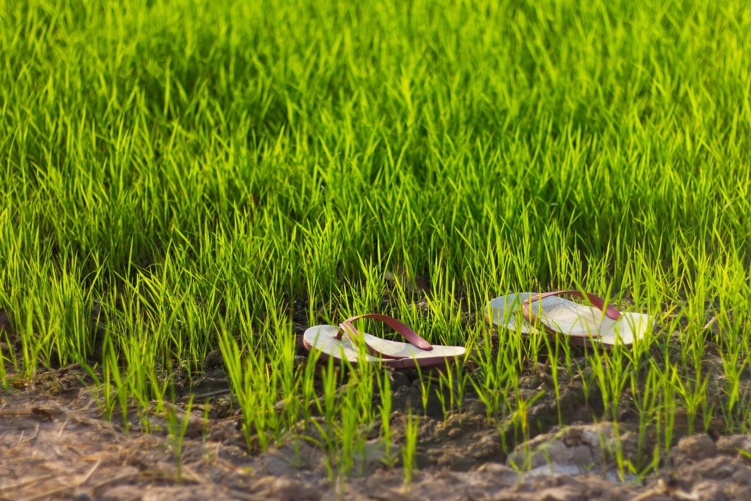 Sandals with green rice. photo