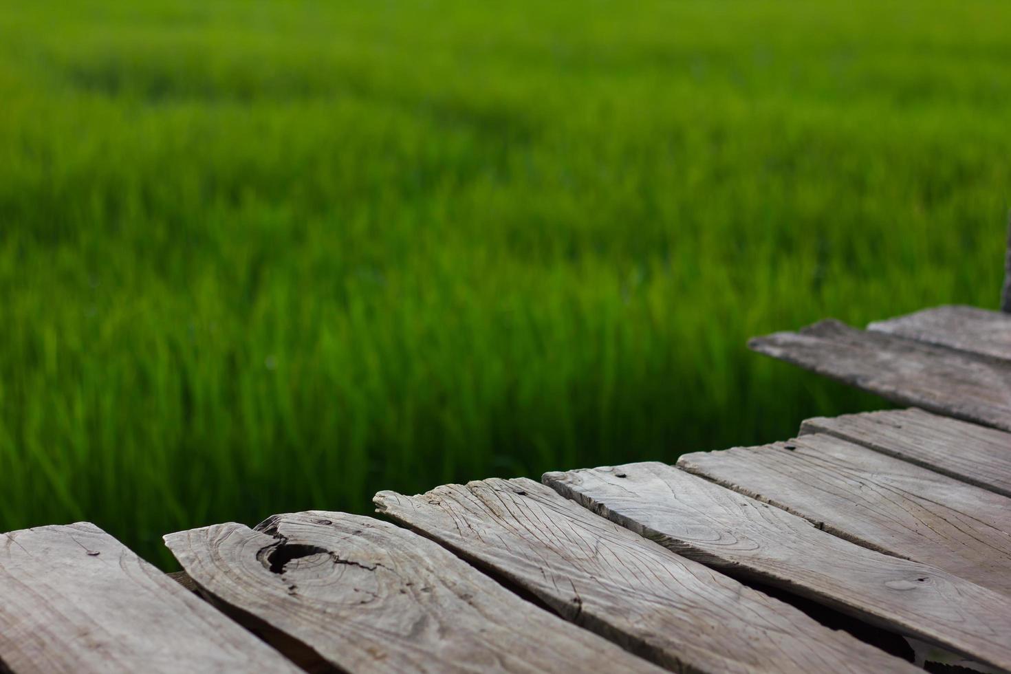 viejos campos de arroz verde de tablones. foto