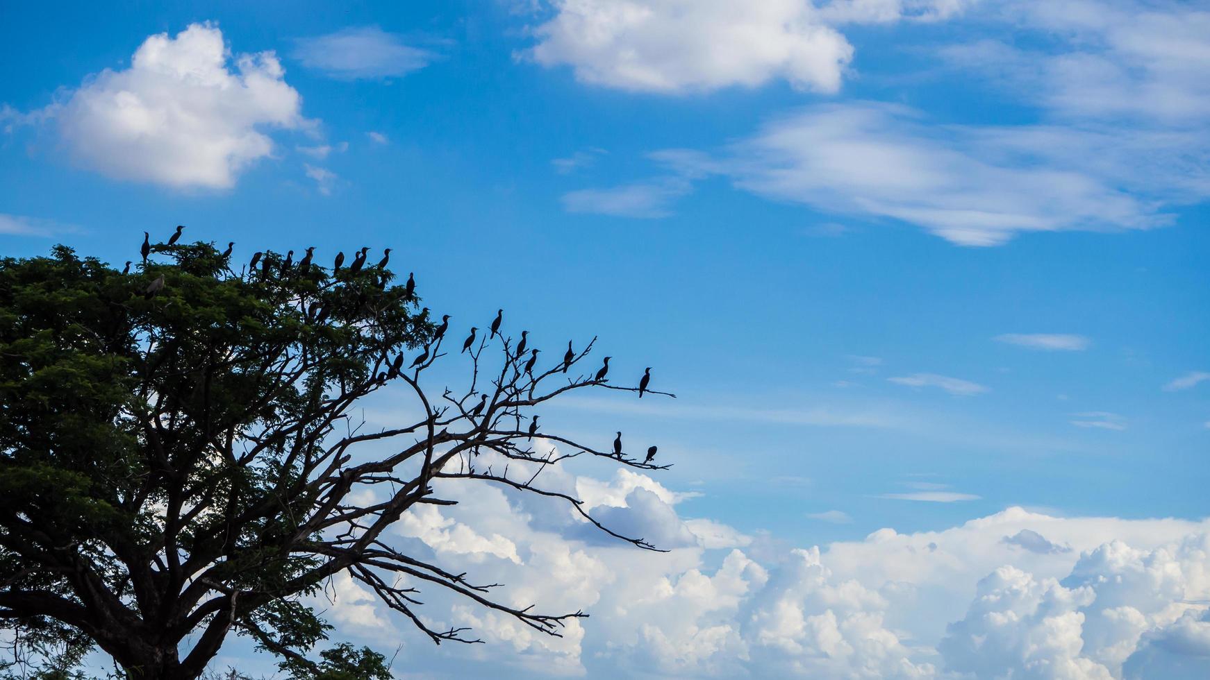 Birds on branches sky. photo