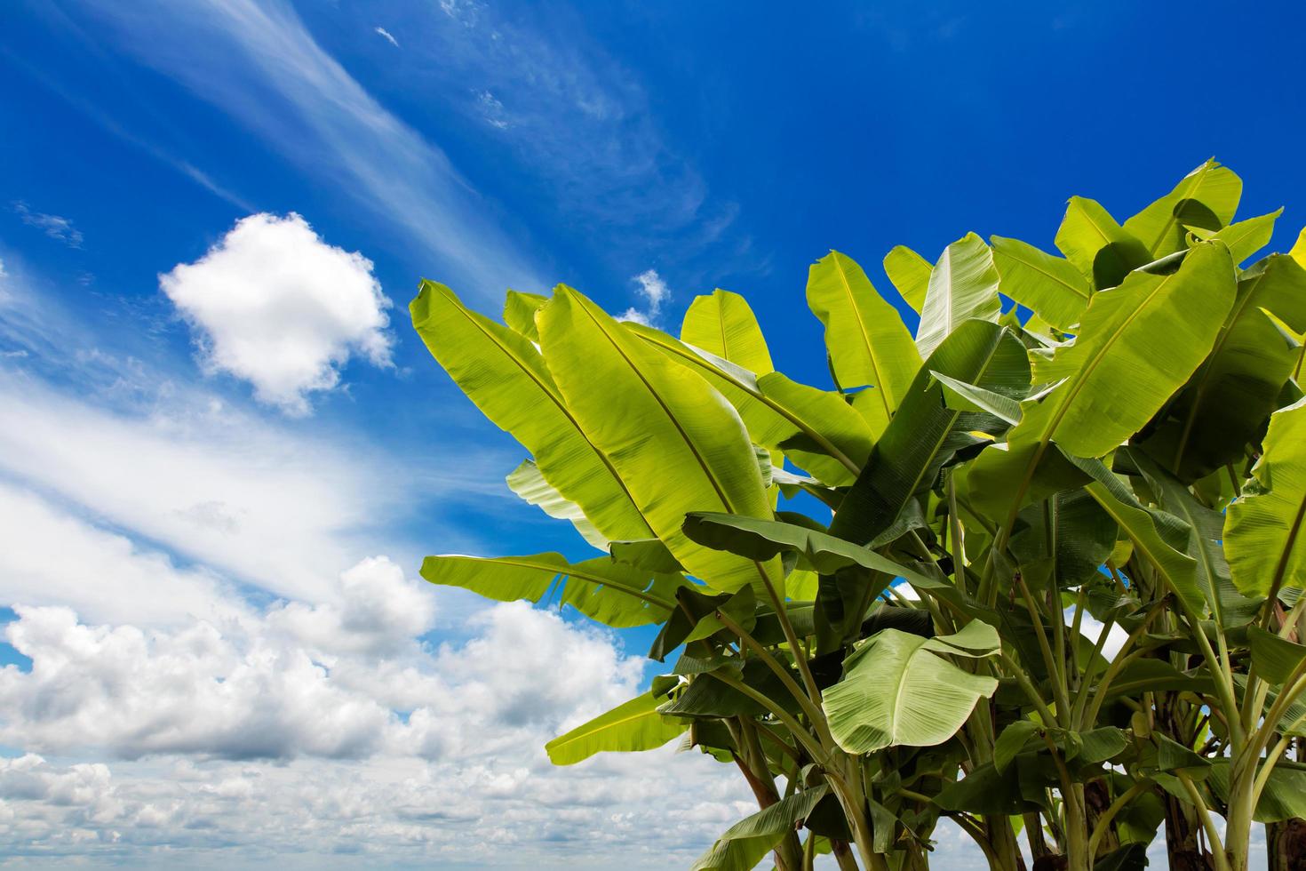 Banana leaves many sky. photo