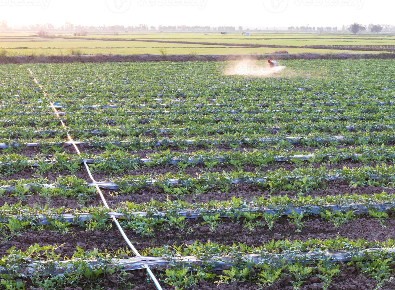 Spraying herbicides to grow watermelons. photo