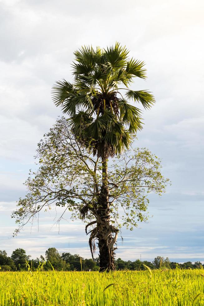 Rice, sugar palm tree. photo