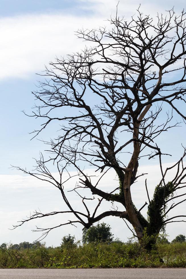 Large branches of dead trees on the roadside. photo