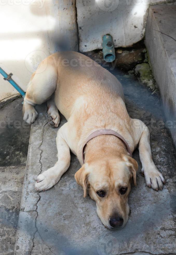 Labrador lying on a ladder in a steel cage. photo