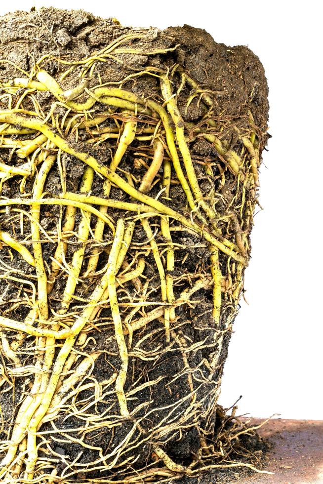 Many roots tangle in the soil. photo