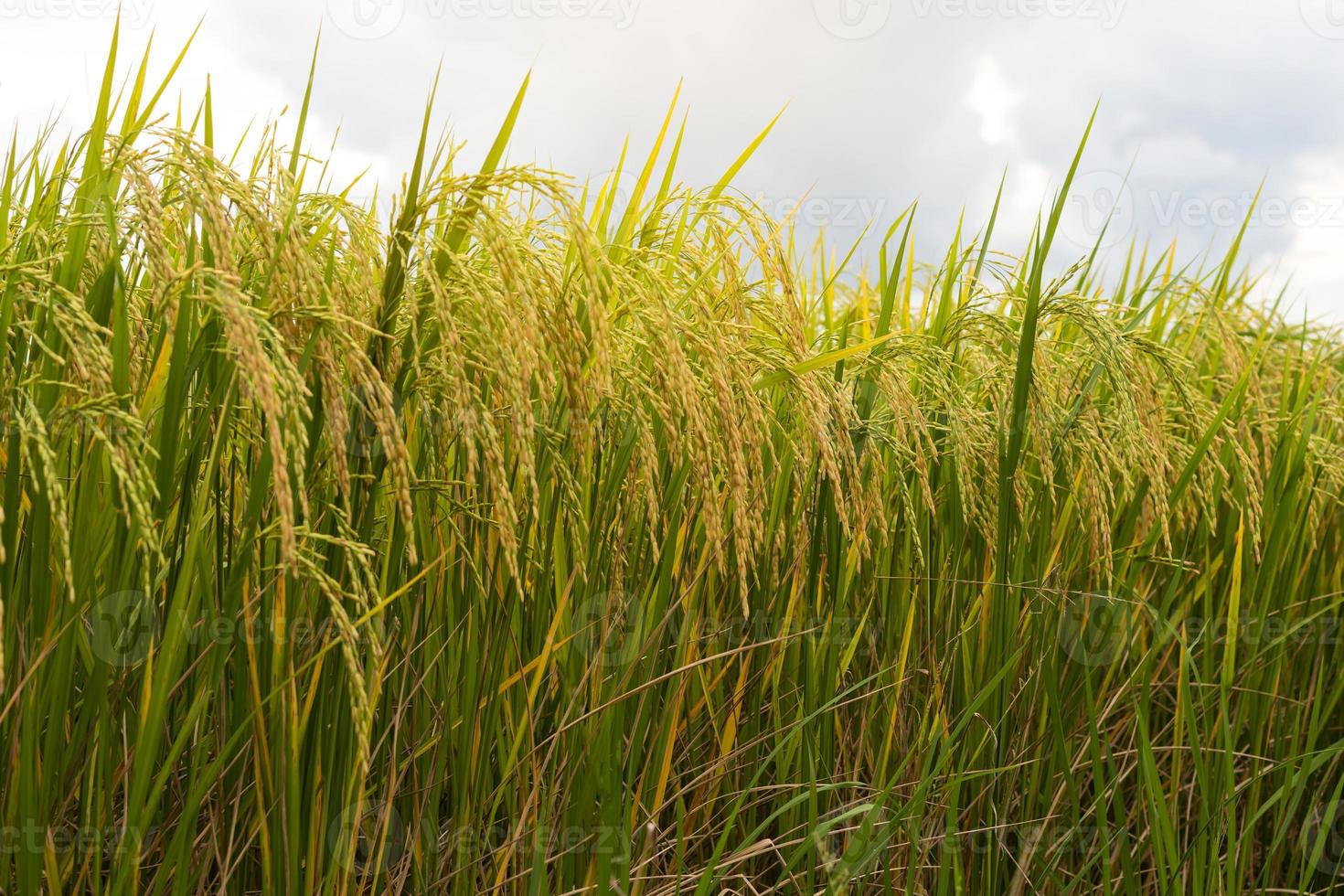 Close-up view of low golden yellow rice. photo