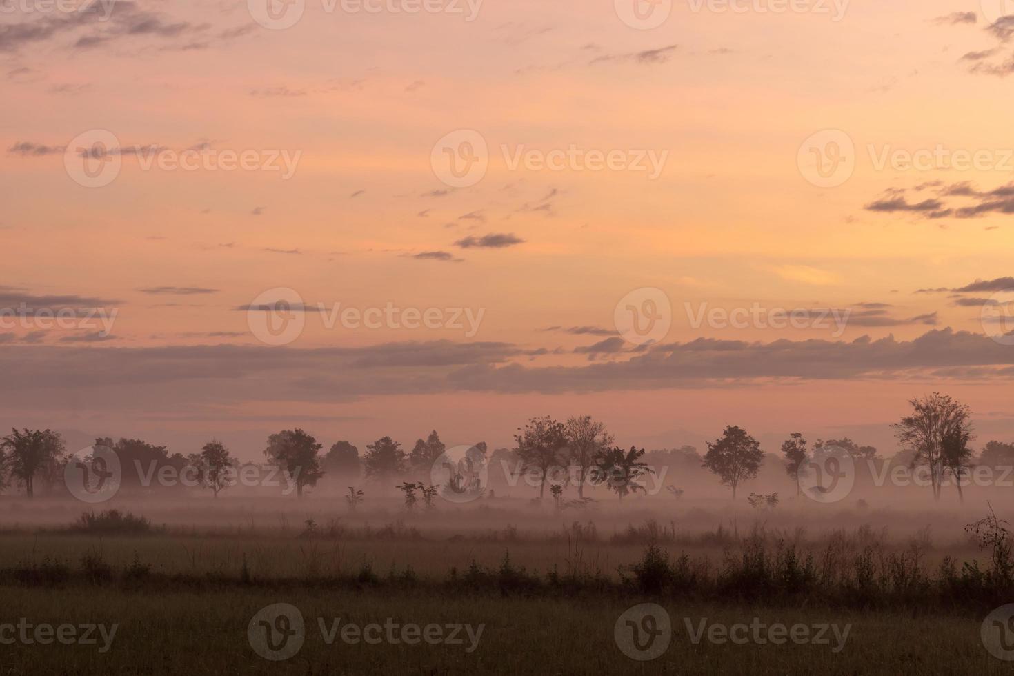 Trees in the morning mist and clouds on the countryside. photo