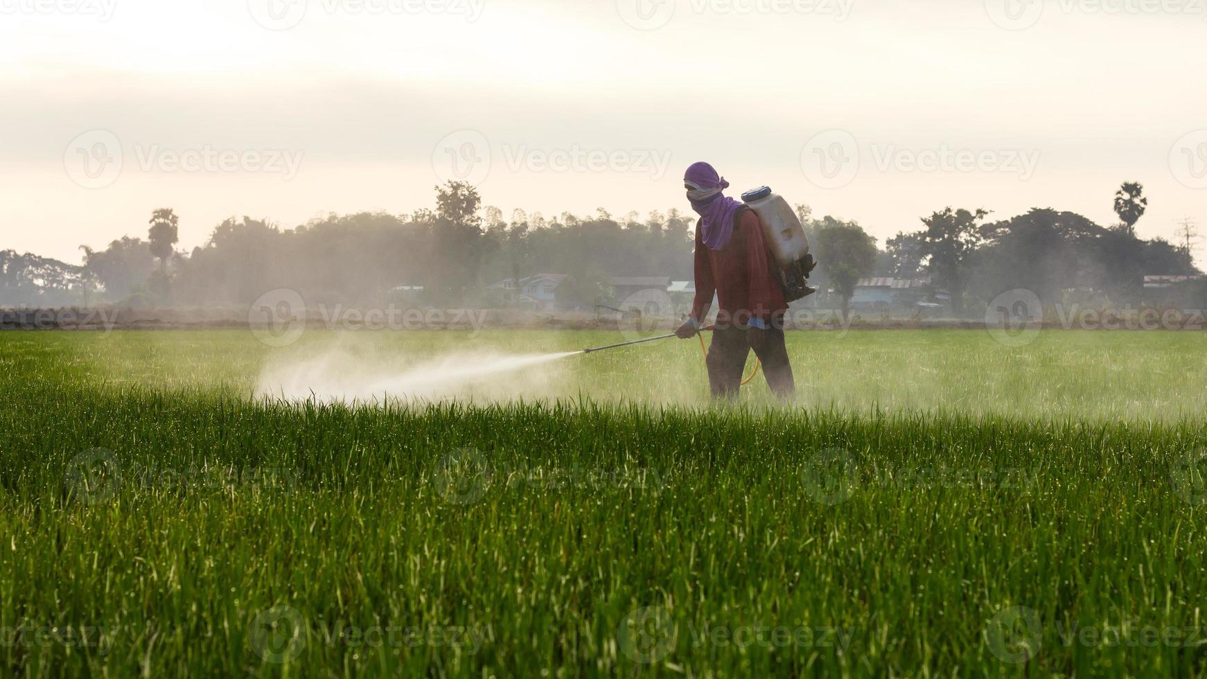 Man spraying in rice. photo