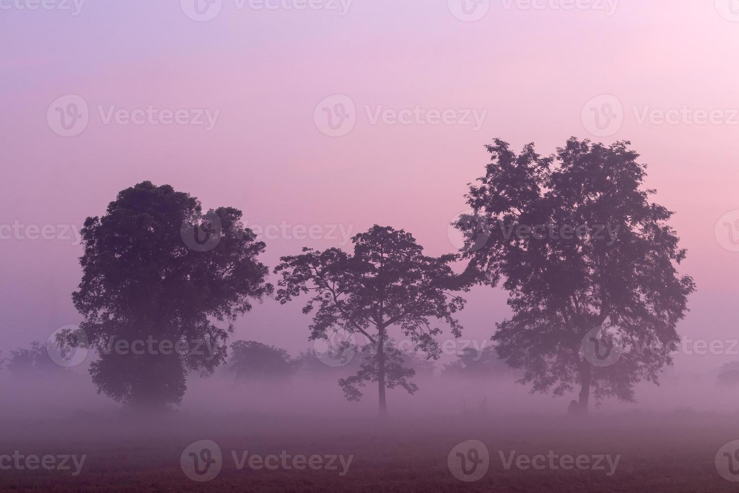 árboles y niebla cubiertos en campos de arroz. foto