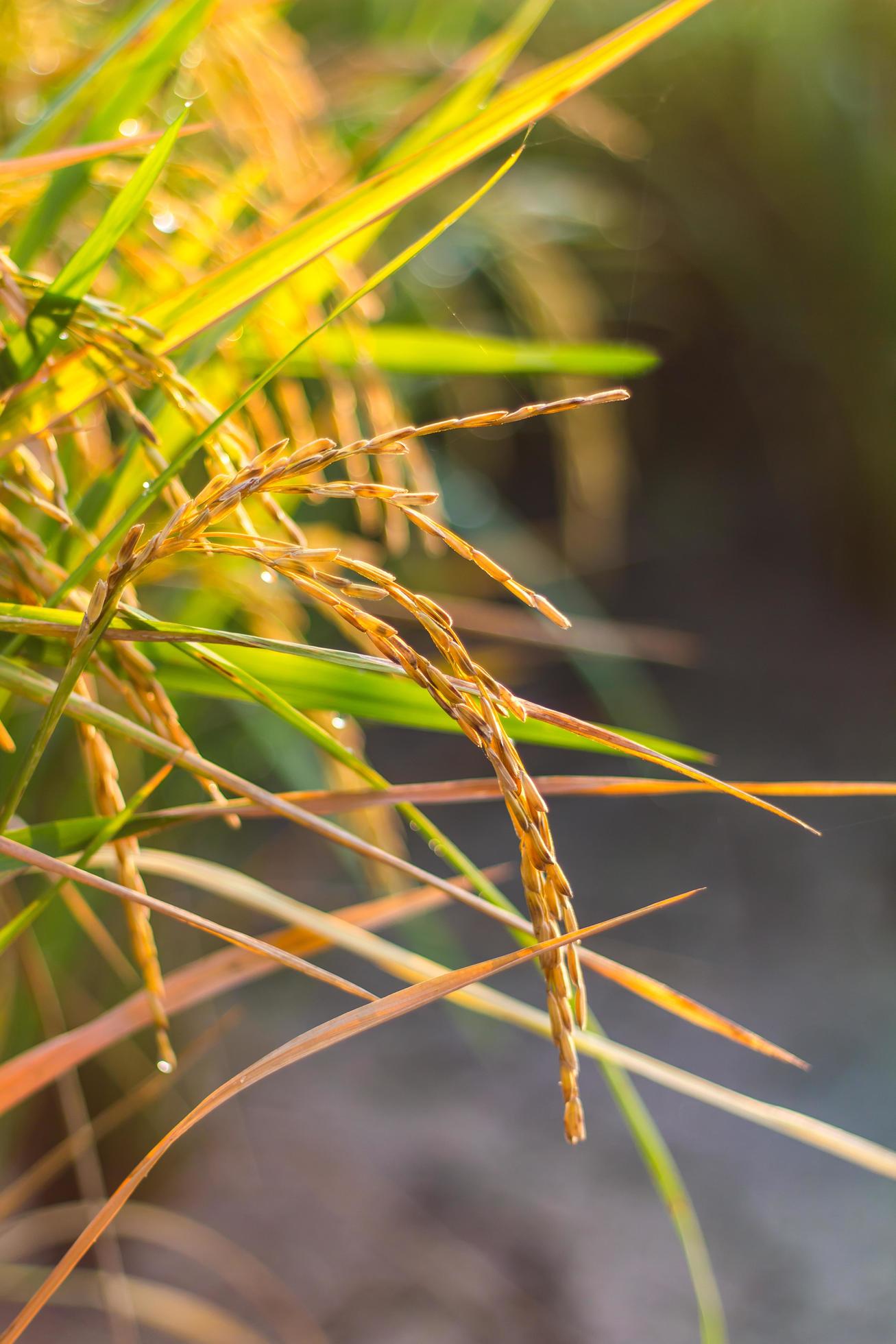 Closegrain rice yellow light. 7518487 Stock Photo at Vecteezy