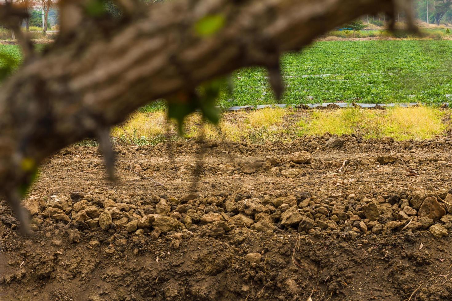 Arid soil organic matter. photo