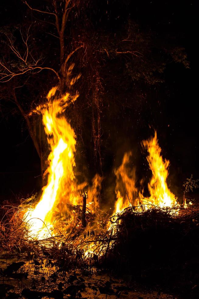 Flame tree at night. photo