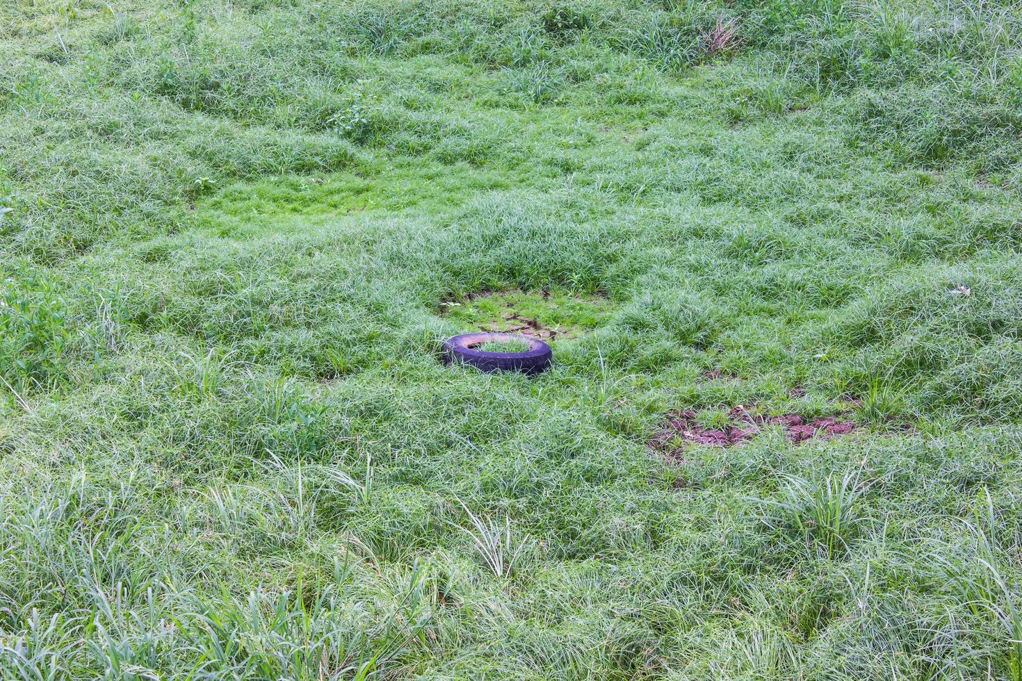 Grass grows on old tires. photo