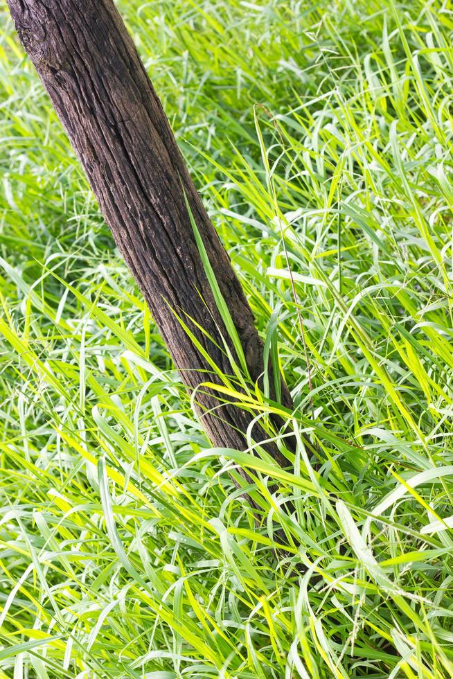 Pole decaying grasses. photo