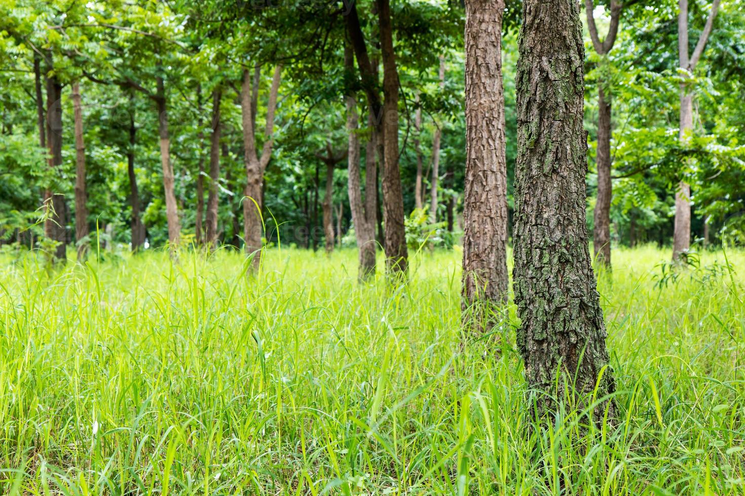 árboles con hierba cubierta de maleza. foto