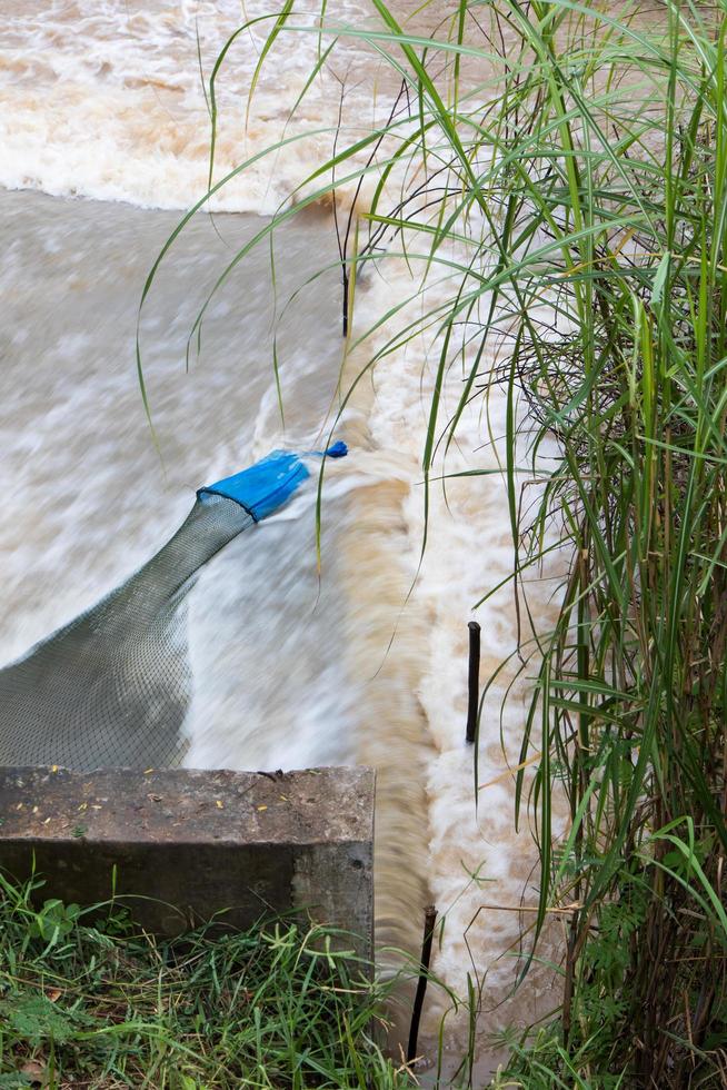 Netting fish near grass. photo