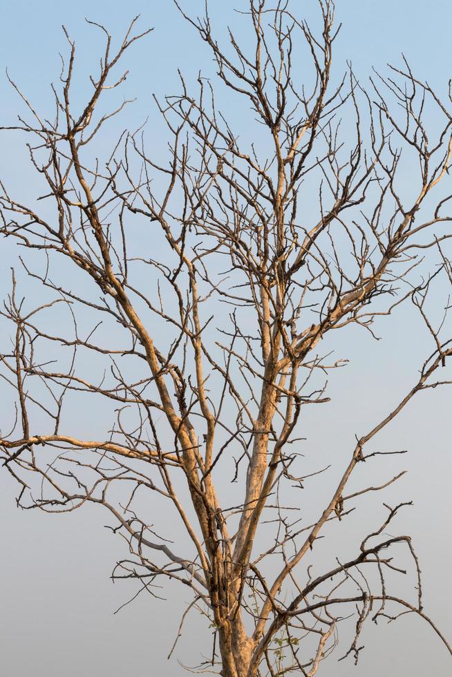 Bare branches of trees. photo